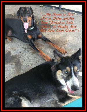 . Rio and Lola .
