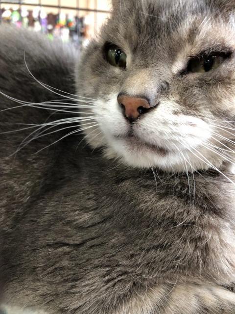 . Loki .