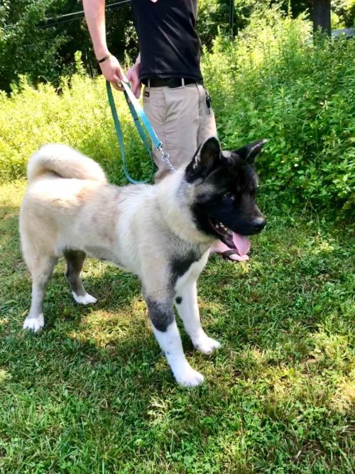 Available - Big East Akita Rescue