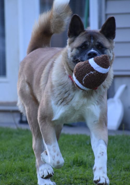 Available - Big East Akita Rescue