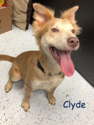. Clyde (Arlen)-P4Pdog .