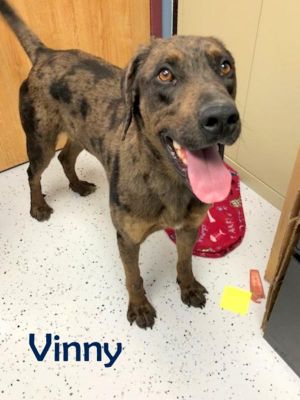 . Vinny .