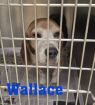 . Wallace .