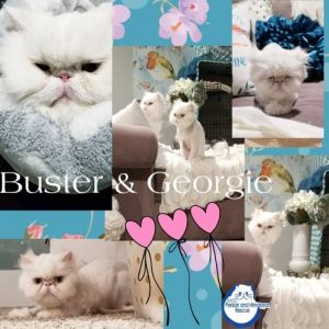 . Georgie and Buster .