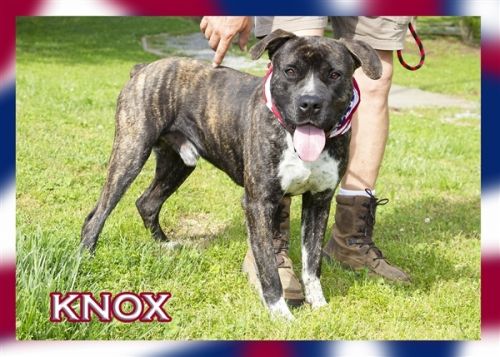 . Knox .