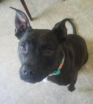 . Gemma .
