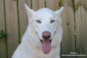 . Nanook .