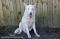 . Nanook .