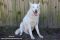 . Nanook .