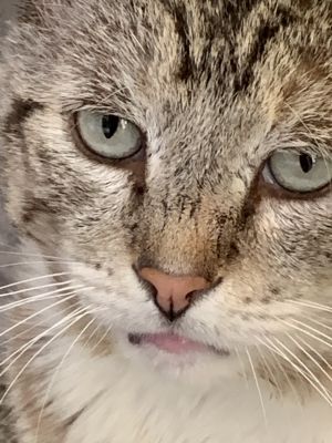 . Dwayne âthe Catâ Johnson .