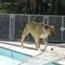 . Dina! Service Dog! .