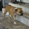 . Dina! Service Dog! .