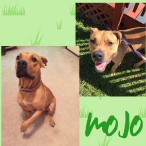 . Mojo .