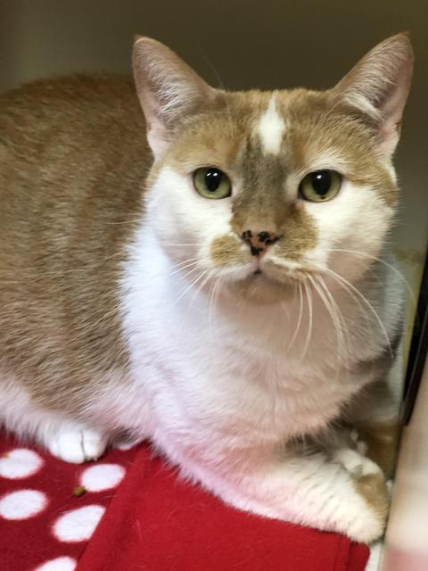 . Pumpkin, available at Lebanon PetSmart! .