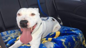 . Baxter-PENDING ADOPTION! .