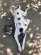. Baxter-PENDING ADOPTION! .