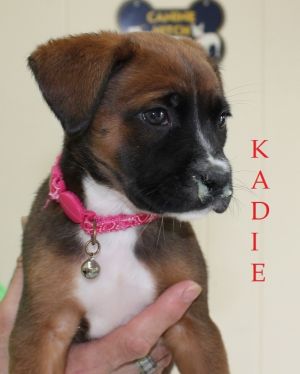 . Kadie .
