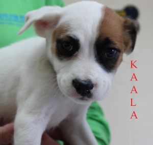 . Kaala .