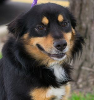 Photo of Pollo