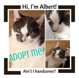 . Albert .