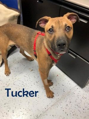 . Tucker (Big Red)-P4P .