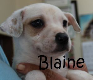 . Bella Baby - Blaine .
