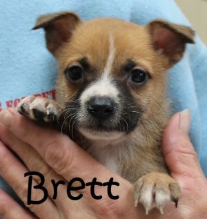 . Bella Baby - Brett .