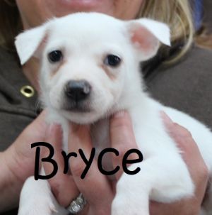 . Bella Baby - Bryce .