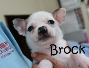 . Bella Baby - Brock .