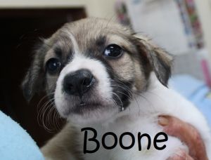 . Bella Baby - Boone .