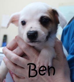 . Bella Baby - Ben .