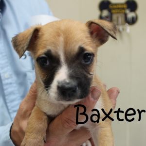 . Bella Baby - Baxter .