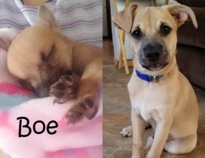 . Bella Baby - Boe .