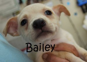 . Bella Baby - Bailey .