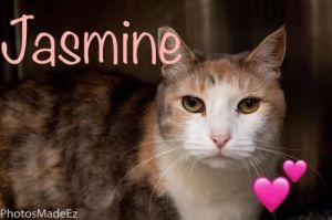 . Jasmine .