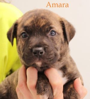 . Amara .