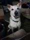 Referral -Tara German Shepherd Rescue of the Rockies - Referral -Tara