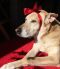 Referral -Tara German Shepherd Rescue of the Rockies - Referral -Tara
