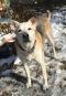 Referral -Tara German Shepherd Rescue of the Rockies - Referral -Tara