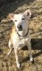 Referral -Tara German Shepherd Rescue of the Rockies - Referral -Tara