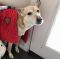 Referral -Tara German Shepherd Rescue of the Rockies - Referral -Tara