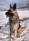 Referral - Wren German Shepherd Rescue of the Rockies - Referral - Wren