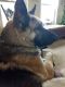 Referral - Wren German Shepherd Rescue of the Rockies - Referral - Wren
