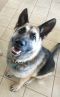 Referral - Wren German Shepherd Rescue of the Rockies - Referral - Wren