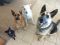 Referral - Wren German Shepherd Rescue of the Rockies - Referral - Wren