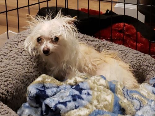 Adopt A Tiny Dog Breed From Paws Rescue Shelter Spring Tx Lady Bella
