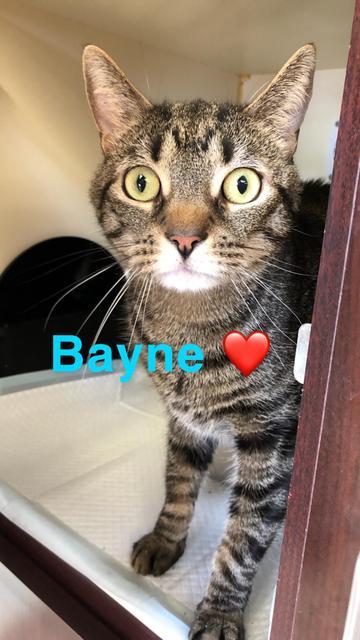 . Bayne .