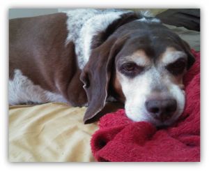. Buddy .
