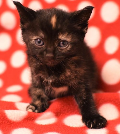 . Lily Bobtail .