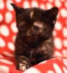 . Lily Bobtail .